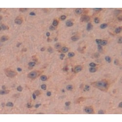 Macrophage Migration Inhibitory Factor (MIF) Antibody