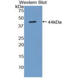 C-C Motif Chemokine 28 / MEC (CCL28) Antibody