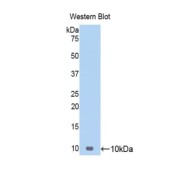 Western blot analysis of the recombinant protein.