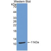 Western blot analysis of the recombinant protein.