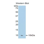 Western blot analysis of the recombinant protein.