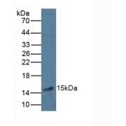 Western blot analysis of Mouse Liver Tissue.