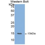 Western blot analysis of the recombinant protein.