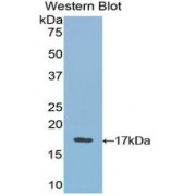 Western blot analysis of the recombinant protein.