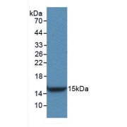 Western blot analysis of recombinant Rat VEGFC.