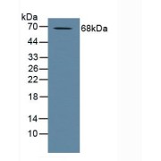 Western blot analysis of Human Placenta Tissue.