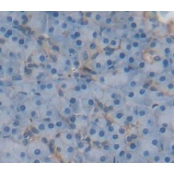 A Disintegrin And Metalloprotease 20 (ADAM20) Antibody