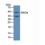 Western blot analysis of Mouse Serum.