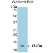 Western blot analysis of the recombinant protein.