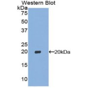 Western blot analysis of the recombinant protein.