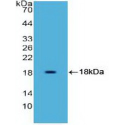 High Mobility Group Protein HMG-I / HMG-Y (HMGA1) Antibody