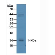 Western blot analysis of Mouse Kidney Tissue.