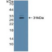 Western blot analysis of recombinant Human IFI16.