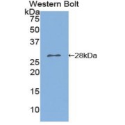 Western blot analysis of the recombinant protein.