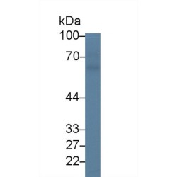 Poliovirus Receptor Related Protein 2 (PVRL2) Antibody