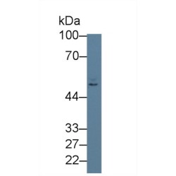 Poliovirus Receptor Related Protein 2 (PVRL2) Antibody