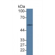 Western blot analysis of Mouse Testis lysate, using Human PVRL3 Antibody (2 µg/ml) and HRP-conjugated Goat Anti-Rabbit antibody (<a href="https://www.abbexa.com/index.php?route=product/search&amp;search=abx400043" target="_blank">abx400043</a>, 0.2 µg/ml).