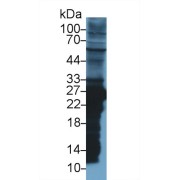 Western blot analysis of Rat Liver lysate, using Rat GSTm2 Antibody (1 µg/ml) and HRP-conjugated Goat Anti-Rabbit antibody (<a href="https://www.abbexa.com/index.php?route=product/search&amp;search=abx400043" target="_blank">abx400043</a>, 0.2 µg/ml).