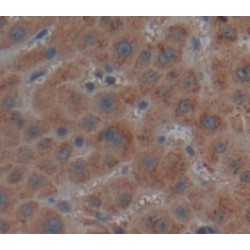 Myeloid Progenitor Inhibitory Factor 1 (MPIF1) Antibody