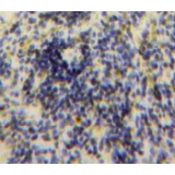 Myeloid Progenitor Inhibitory Factor 2 (MPIF2) Antibody