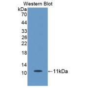 Western blot analysis of the recombinant protein.