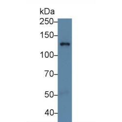 Retinol Binding Protein 3, Interstitial (RBP3) Antibody