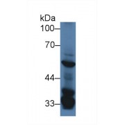 Western blot analysis of Mouse Liver lysate, using Mouse SGK3 Antibody (2 µg/ml) and HRP-conjugated Goat Anti-Rabbit antibody (<a href="https://www.abbexa.com/index.php?route=product/search&amp;search=abx400043" target="_blank">abx400043</a>, 0.2 µg/ml).