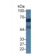 Western blot analysis of Human Serum, using Human SIGLEC5 Antibody (1 µg/ml) and HRP-conjugated Goat Anti-Rabbit antibody (<a href="https://www.abbexa.com/index.php?route=product/search&amp;search=abx400043" target="_blank">abx400043</a>, 0.2 µg/ml).