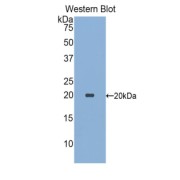 Western blot analysis of the recombinant protein.