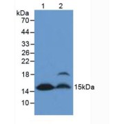 Western blot analysis of (1) Mouse Heart Tissue and (2) Mouse Kidney Tissue.