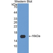 Western blot analysis of the recombinant protein.