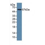 Western blot analysis of recombinant Human LAMP1.