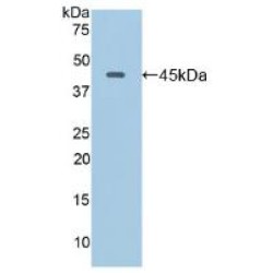 Lysosomal Associated Membrane Protein 2 (LAMP2) Antibody