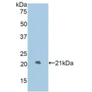 Western blot analysis of recombinant Rat LAMP2.