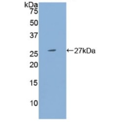 Pregnancy Specific Beta-1-Glycoprotein 1 (PSG1) Antibody