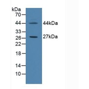 Western blot analysis of Human HeLa cells.