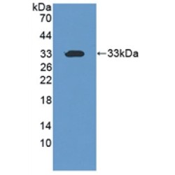 Cell Death Inducing DFFA Like Effector C (CIDEC) Antibody