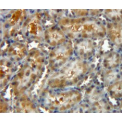 Chloride Intracellular Channel Protein 4 (CLIC4) Antibody