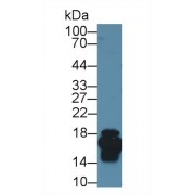 Western blot analysis of Mouse Small intestine lysate, using Mouse FABP2 Antibody (1 µg/ml) and HRP-conjugated Goat Anti-Rabbit antibody (<a href="https://www.abbexa.com/index.php?route=product/search&amp;search=abx400043" target="_blank">abx400043</a>, 0.2 µg/ml).