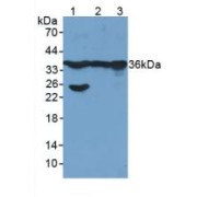 Western blot analysis of (1) Human Liver Tissue, (2) Mouse Liver Tissue and (3) Mouse Placenta Tissue.