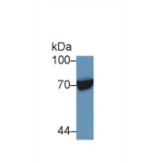 Western blot analysis of Human Raji cell lysate, using Human HSPA1L Antibody (5 µg/ml) and HRP-conjugated Goat Anti-Rabbit antibody (<a href="https://www.abbexa.com/index.php?route=product/search&amp;search=abx400043" target="_blank">abx400043</a>, 0.2 µg/ml).