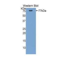 Heat Shock 70 kDa Protein 1 Like Protein (HSPA1L) Antibody