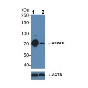 Western blot analysis of (1) Wild-type HeLa cell lysate, and (2) HSPA1L knockout HeLa cell lysate, using Mouse Anti-Human HSPA1L Antibody (3 µg/ml) and HRP-conjugated Goat Anti-Mouse antibody (<a href="https://www.abbexa.com/index.php?route=product/search&amp;search=abx400001" target="_blank">abx400001</a>, 0.2 µg/ml).