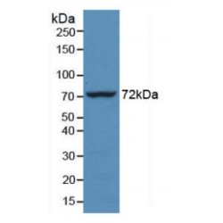 Heat Shock 70kDa Protein 1 Like Protein (HSPA1L) Antibody
