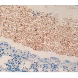 Thrombopoietin Receptor / CD110 (MPL) Antibody