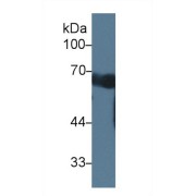 Western blot analysis of Mouse Serum, using Mouse CCDC60 Antibody (1 µg/ml) and HRP-conjugated Goat Anti-Rabbit antibody (<a href="https://www.abbexa.com/index.php?route=product/search&amp;search=abx400043" target="_blank">abx400043</a>, 0.2 µg/ml).