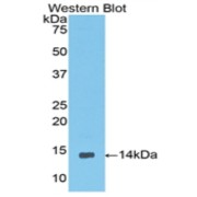 Western blot analysis of the recombinant protein.