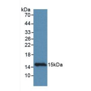 Western blot analysis of recombinant Rat CCDC60.