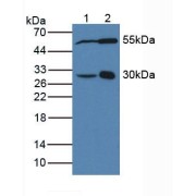 Western blot analysis of (1) Human MCF7 Cells and (2) Porcine Brain Tissue.