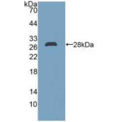 Dimethylarginine Dimethylaminohydrolase 2 (DDAH2) Antibody